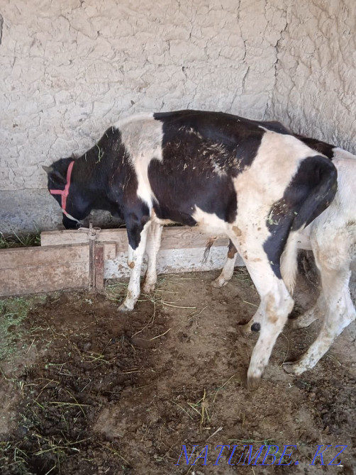 Оғыз бұқа еркек бұзау Туркестан - изображение 5