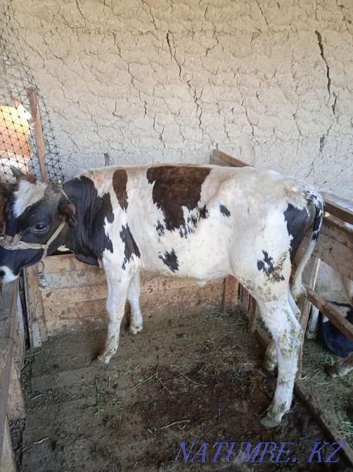 Оғыз бұқа еркек бұзау Туркестан - изображение 4