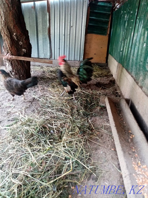 Продам красивую парочку бентамок Алмалы - изображение 2