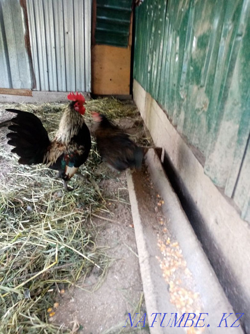 Продам красивую парочку бентамок Алмалы - изображение 3