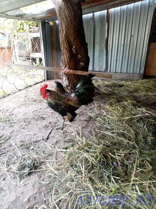 Продам красивую парочку бентамок Алмалы - изображение 1