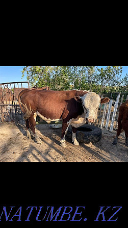 Sell belagal bull Kokshetau - photo 1