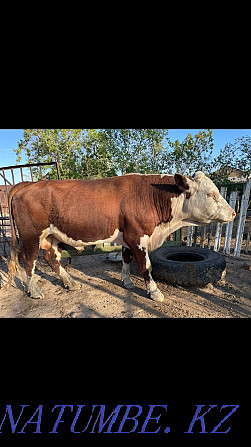 Sell belagal bull Kokshetau - photo 3