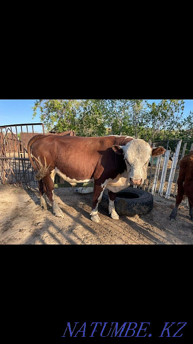 Белагал бұқасын сатыңыз  Көкшетау - изображение 1