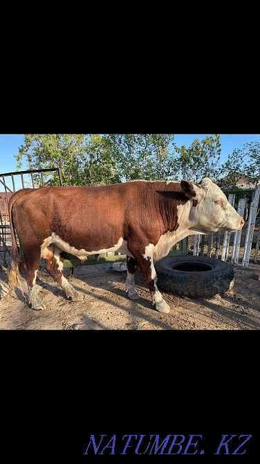 Белагал бұқасын сатыңыз  Көкшетау - изображение 3