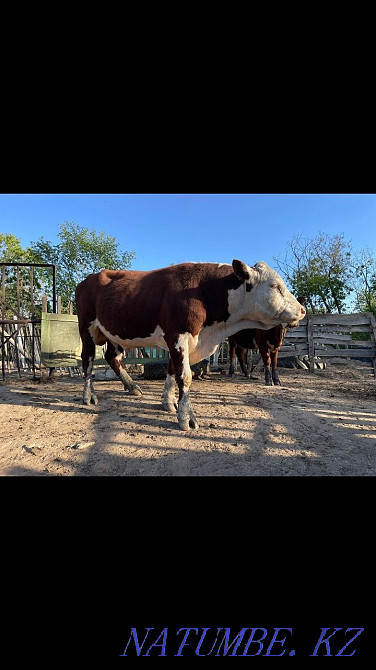 Белагал бұқасын сатыңыз  Көкшетау - изображение 2