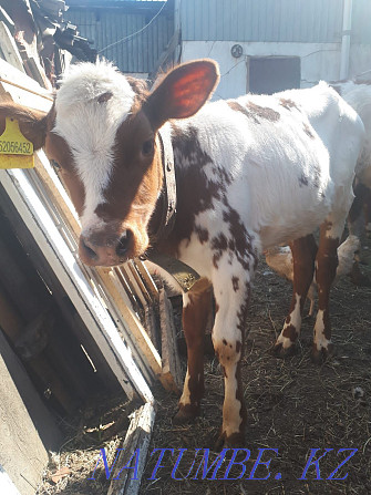 I will sell calves January, February, March. Кокпекты - photo 3