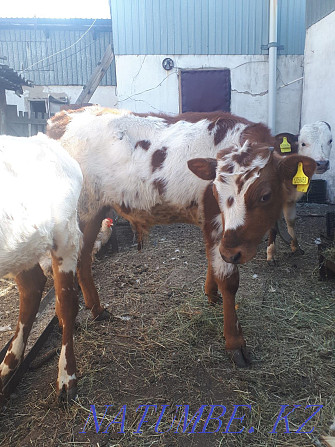 I will sell calves January, February, March. Кокпекты - photo 1