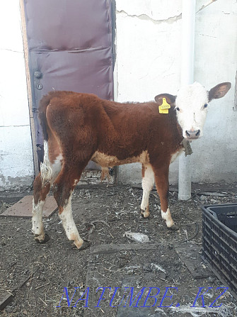 I will sell calves January, February, March. Кокпекты - photo 2