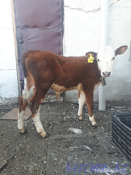 I will sell calves January, February, March. Кокпекты - photo 2