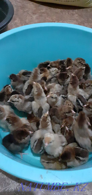 Chicken Adler silver 400 tg Atyrau - photo 2