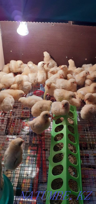 Chicken Adler silver 400 tg Atyrau - photo 1