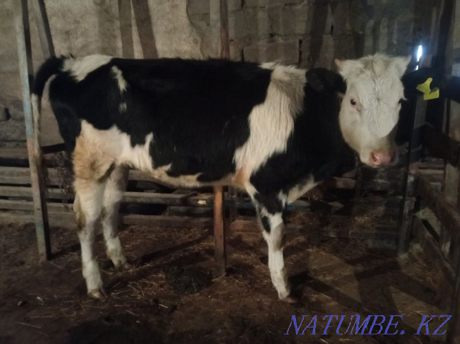 I will sell a heifer and the first heifer with a calf!  - photo 1