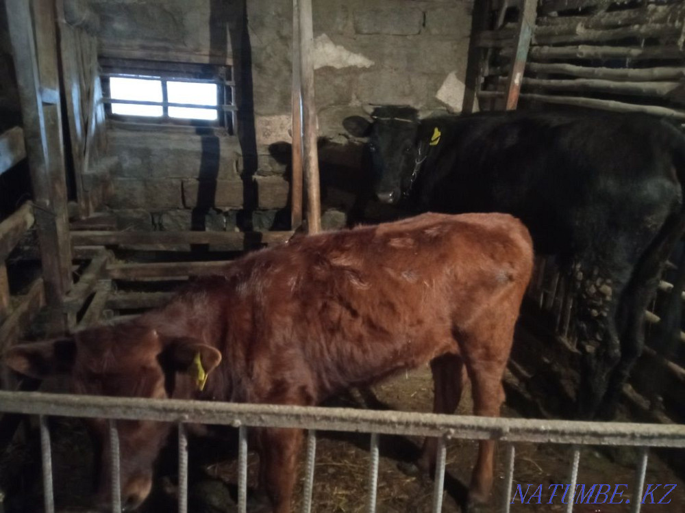 I will sell a heifer and the first heifer with a calf!  - photo 2