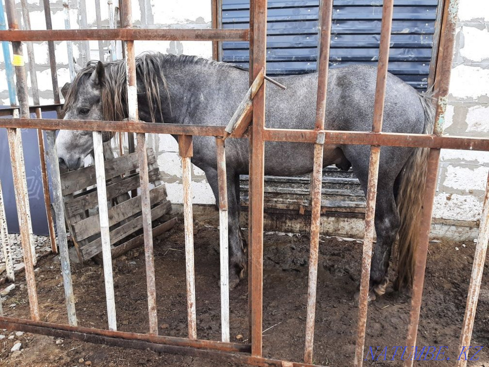Stallion 5 years old, light heavyweight Petropavlovsk - photo 2