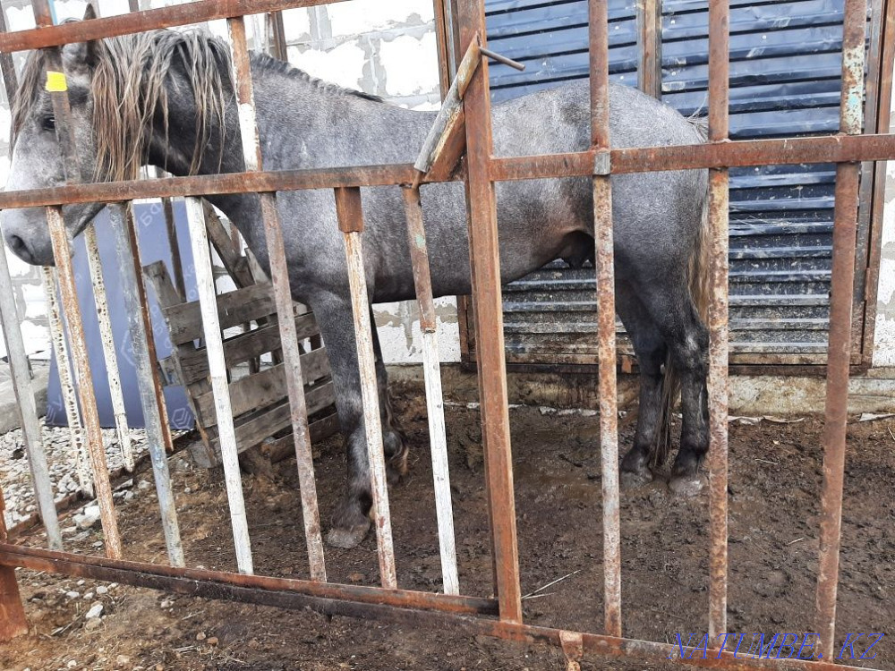 Stallion 5 years old, light heavyweight Petropavlovsk - photo 1