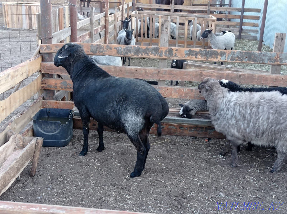 Продам жирных баранов Петропавловск - изображение 4