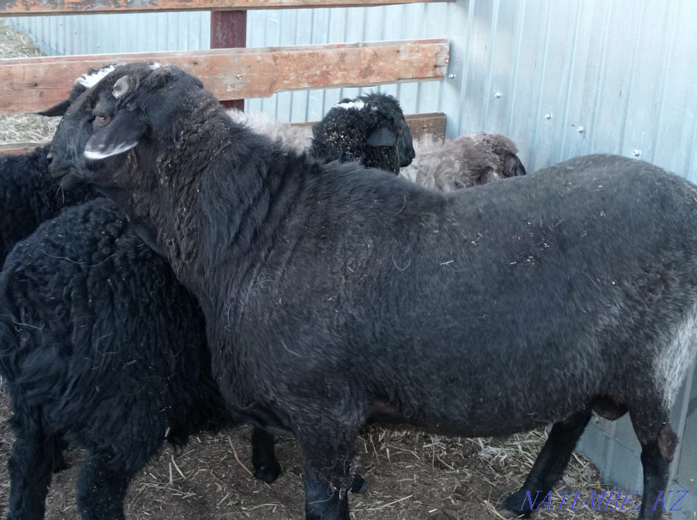 Продам жирных баранов Петропавловск - изображение 3