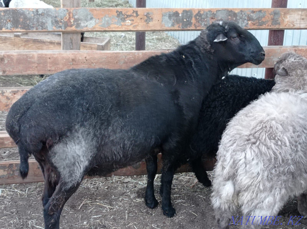 Продам жирных баранов Петропавловск - изображение 2