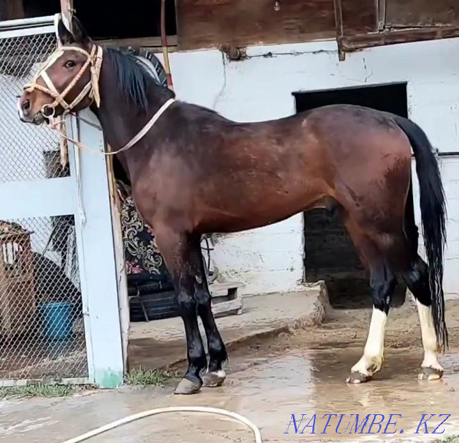 Horse stallion kunan aigyr Orlovets trotter Orlovsky trotter foal Нурмухамеда Есентаева - photo 1