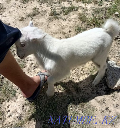 Goats of the Zanen breed Shymkent - photo 4