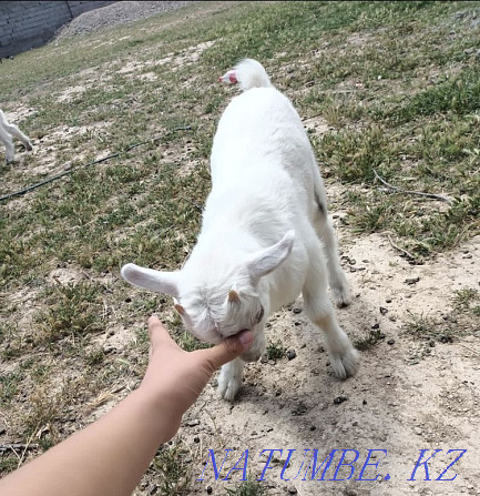 Goats of the Zanen breed Shymkent - photo 6