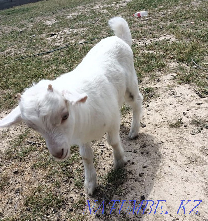 Goats of the Zanen breed Shymkent - photo 1