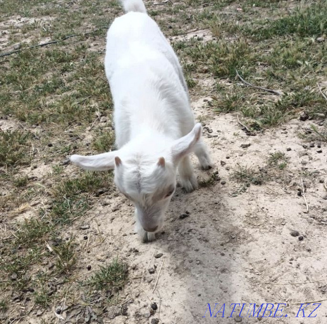 Goats of the Zanen breed Shymkent - photo 3