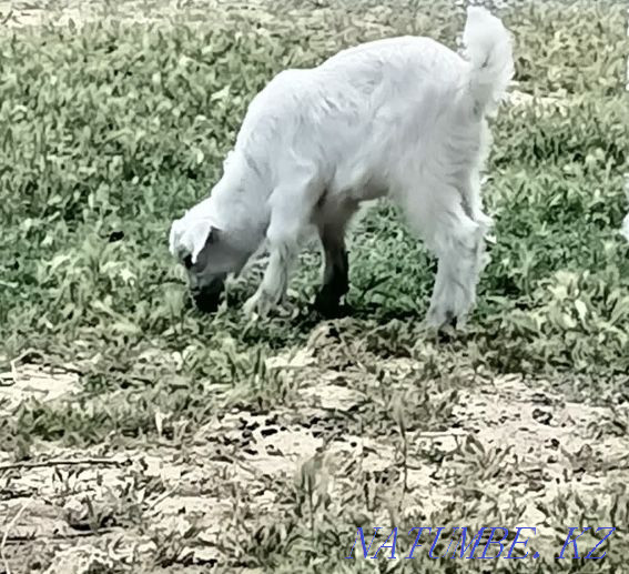 Goats of the Zanen breed Shymkent - photo 7