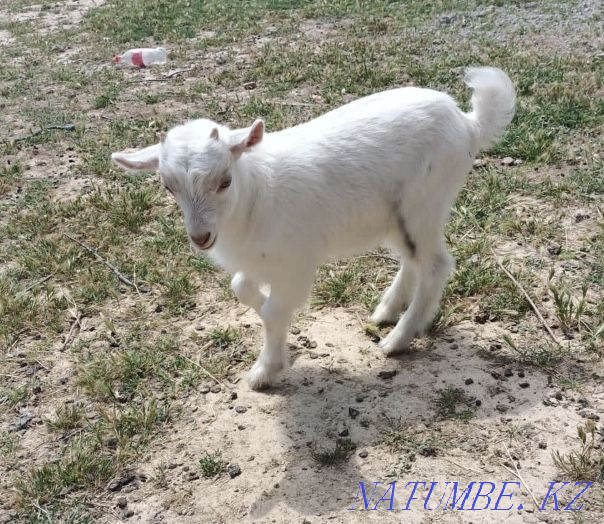 Goats of the Zanen breed Shymkent - photo 5