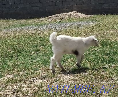 Goats of the Zanen breed Shymkent - photo 8