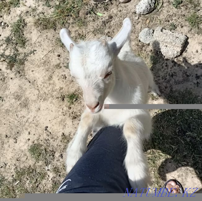 Goats of the Zanen breed Shymkent - photo 2