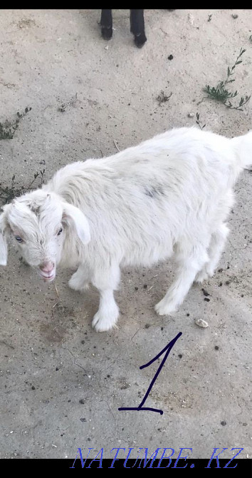 Козы занен росси Атырау - изображение 1