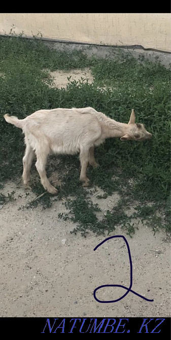 Козы занен росси Атырау - изображение 2