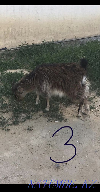 Козы занен росси Атырау - изображение 3