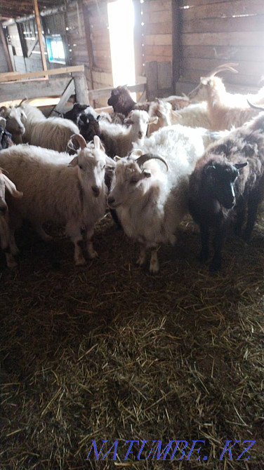 I will sell goats for 30000 Pavlodar - photo 5