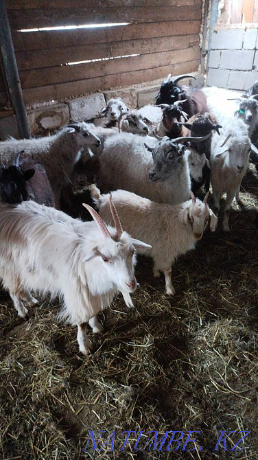 I will sell goats for 30000 Pavlodar - photo 2