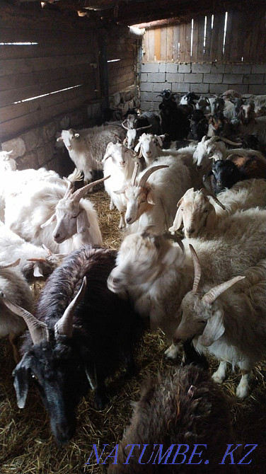 I will sell goats for 30000 Pavlodar - photo 4