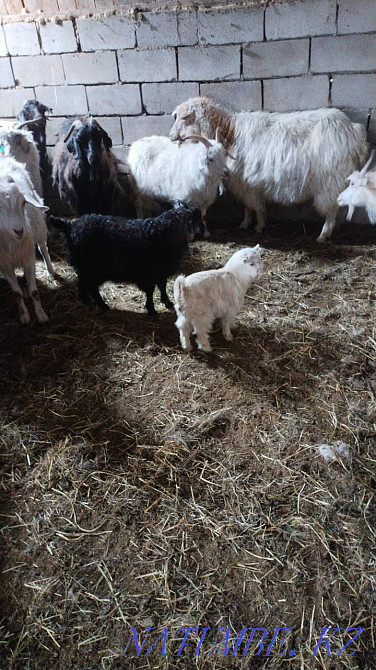 I will sell goats for 30000 Pavlodar - photo 1