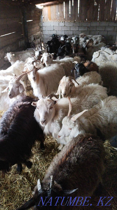 I will sell goats for 30000 Pavlodar - photo 3