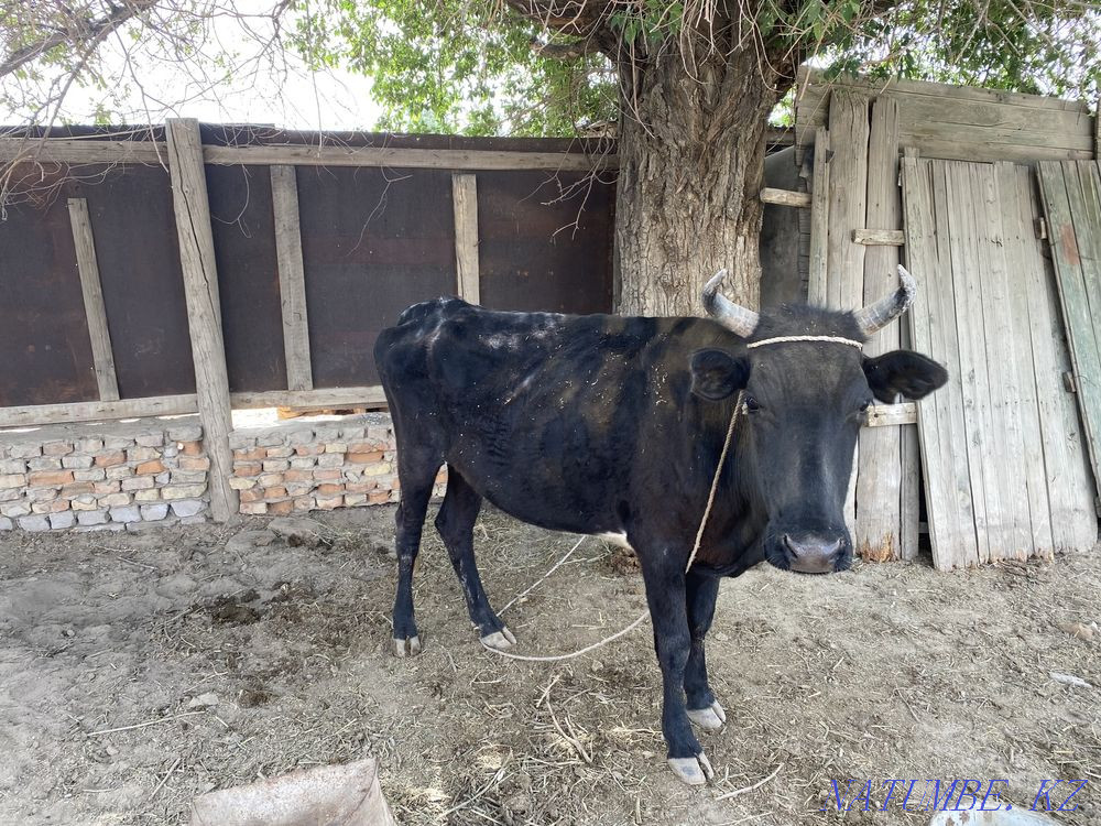 Не болды деп жазбаңыз.  Қызылорда - изображение 1