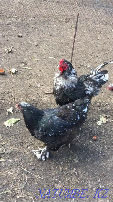 Петухи брама чистопордные Акбулак - изображение 5