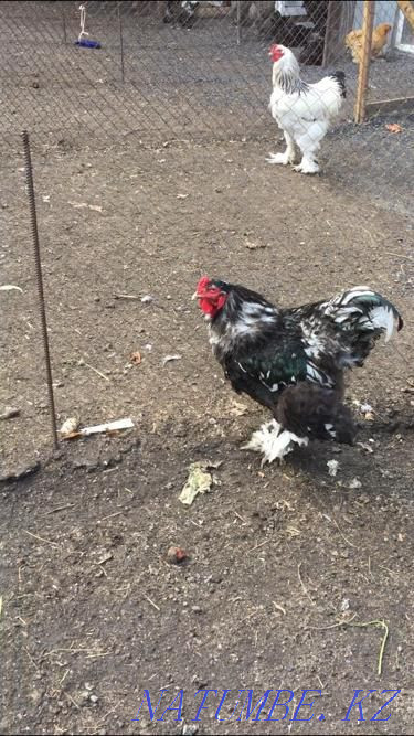 Петухи брама чистопордные Акбулак - изображение 3