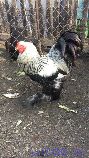 Петухи брама чистопордные Акбулак - изображение 2