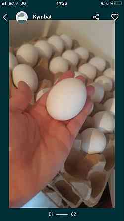 Инкубационные яйца породы леггорн Kyzylorda