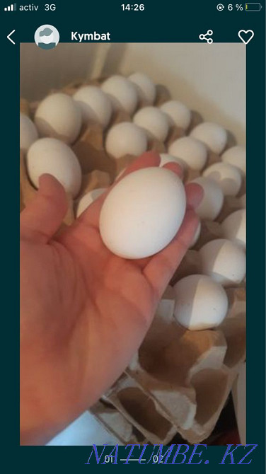 Легорнның инкубациялық жұмыртқалары  Қызылорда - изображение 1