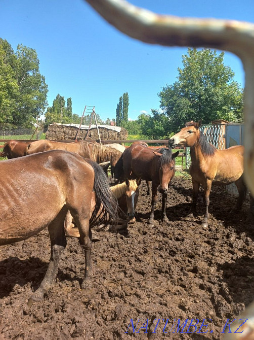 3 жасар российскй жыл?ылар 8 бас 450 мы?нан Байтерек - изображение 1