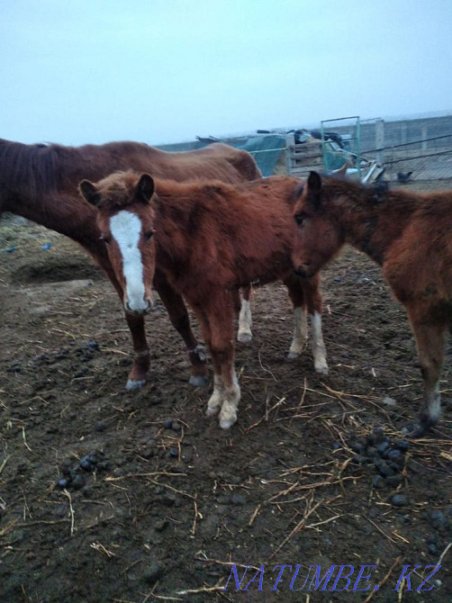 Taylar satylady Косозен - photo 2