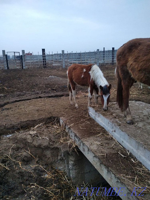 Taylar satylady Косозен - photo 1