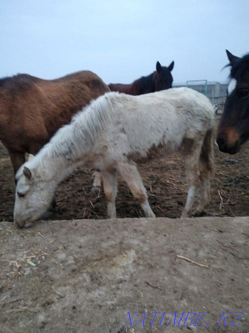 Taylar satylady Косозен - photo 3